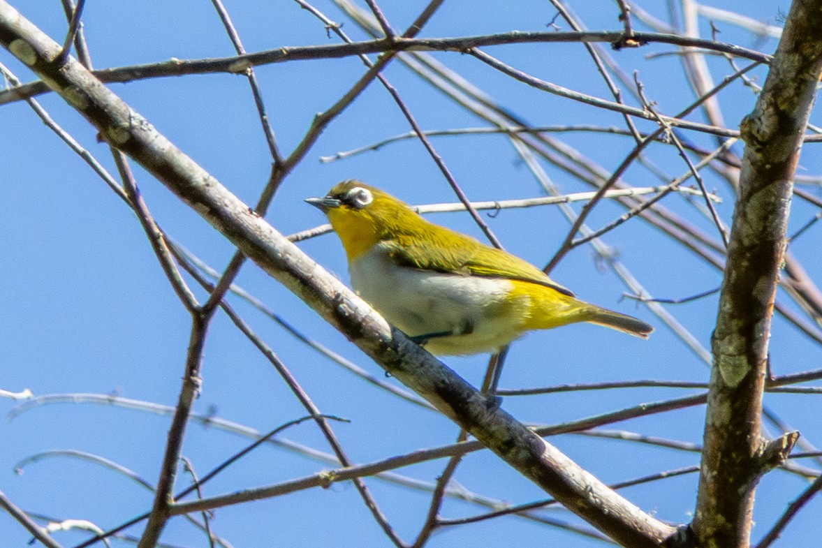 Black-fronted White-eye - ML646949206