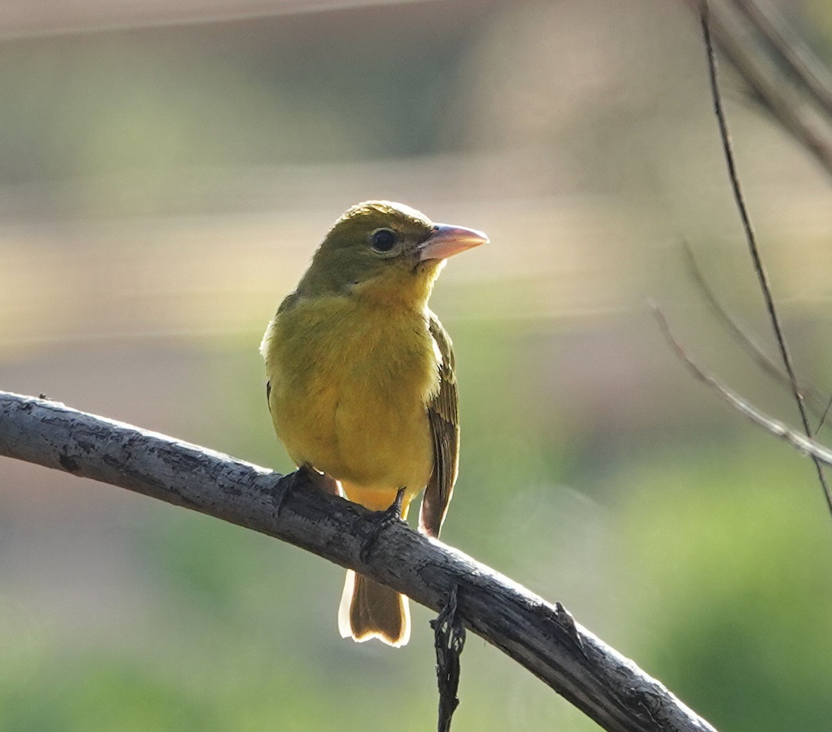 Summer Tanager - ML646949213