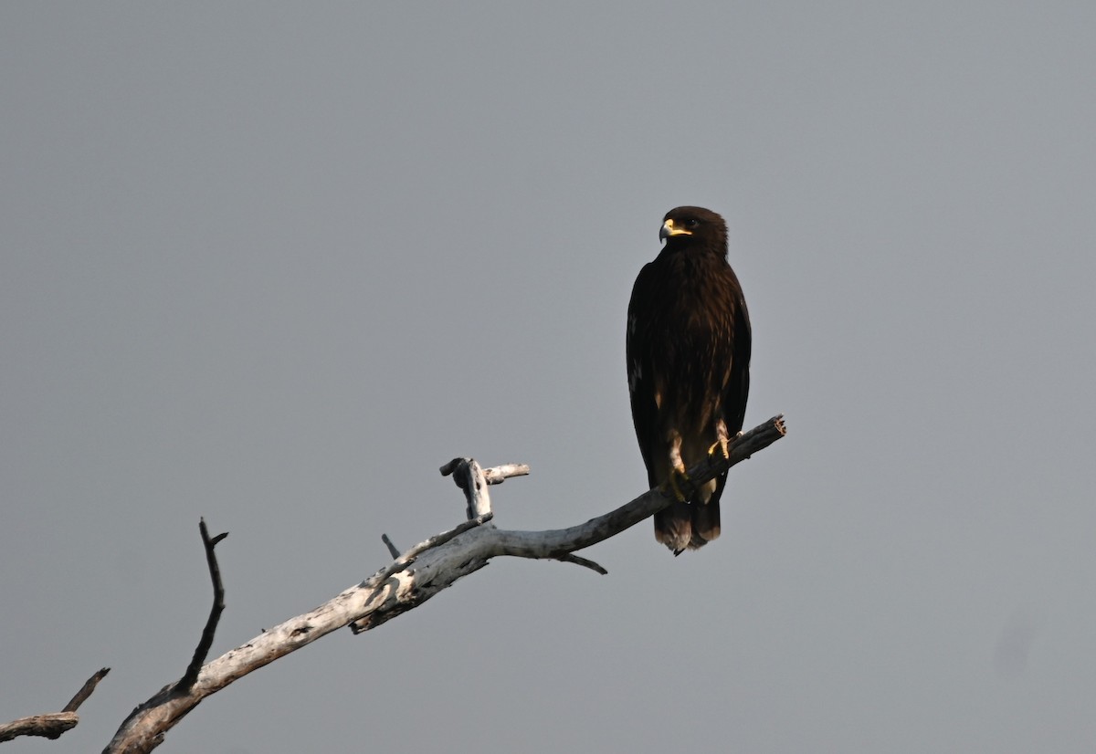 Greater Spotted Eagle - ML646949216
