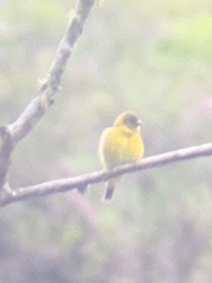 Hooded Siskin - ML646949217
