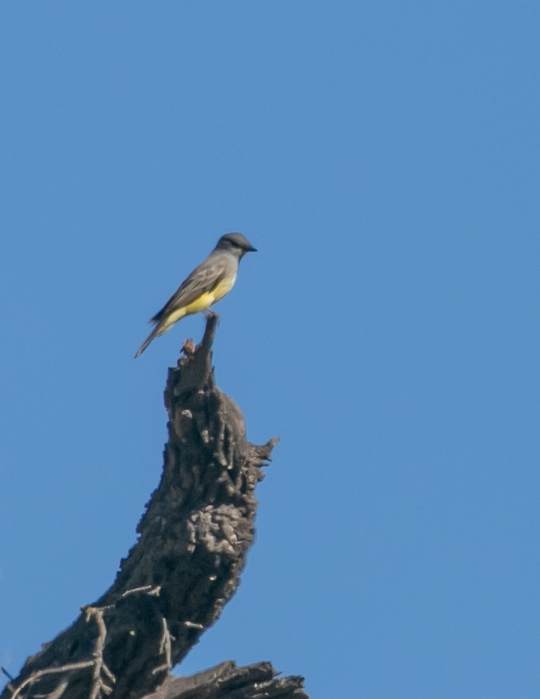 ハシボソタイランチョウ - ML646949218