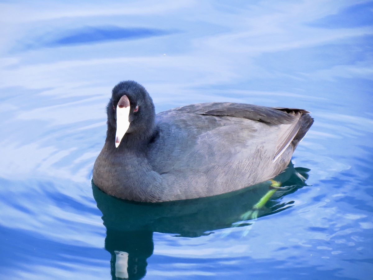 amerikasothøne - ML646949220