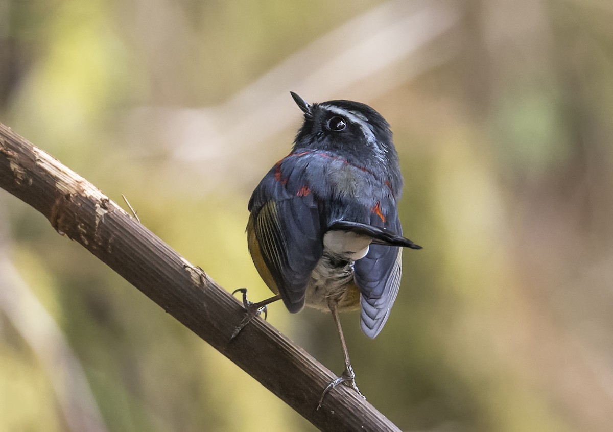 Синьохвіст тайванський - ML646949228