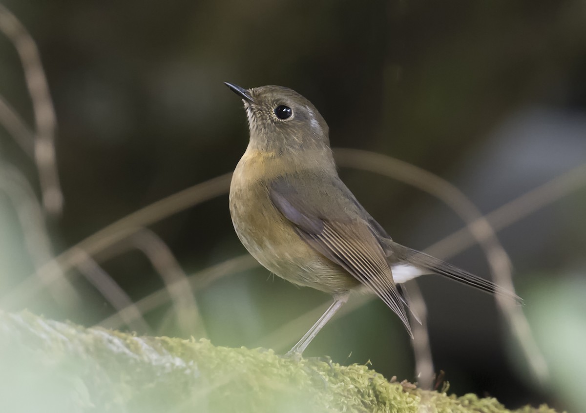 Синьохвіст тайванський - ML646949229