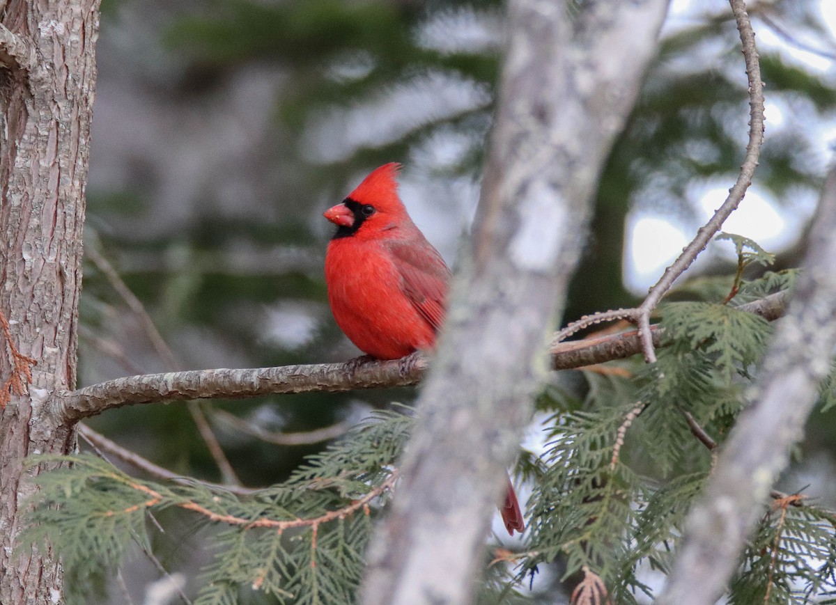 Kırmızı Kardinal - ML646949230