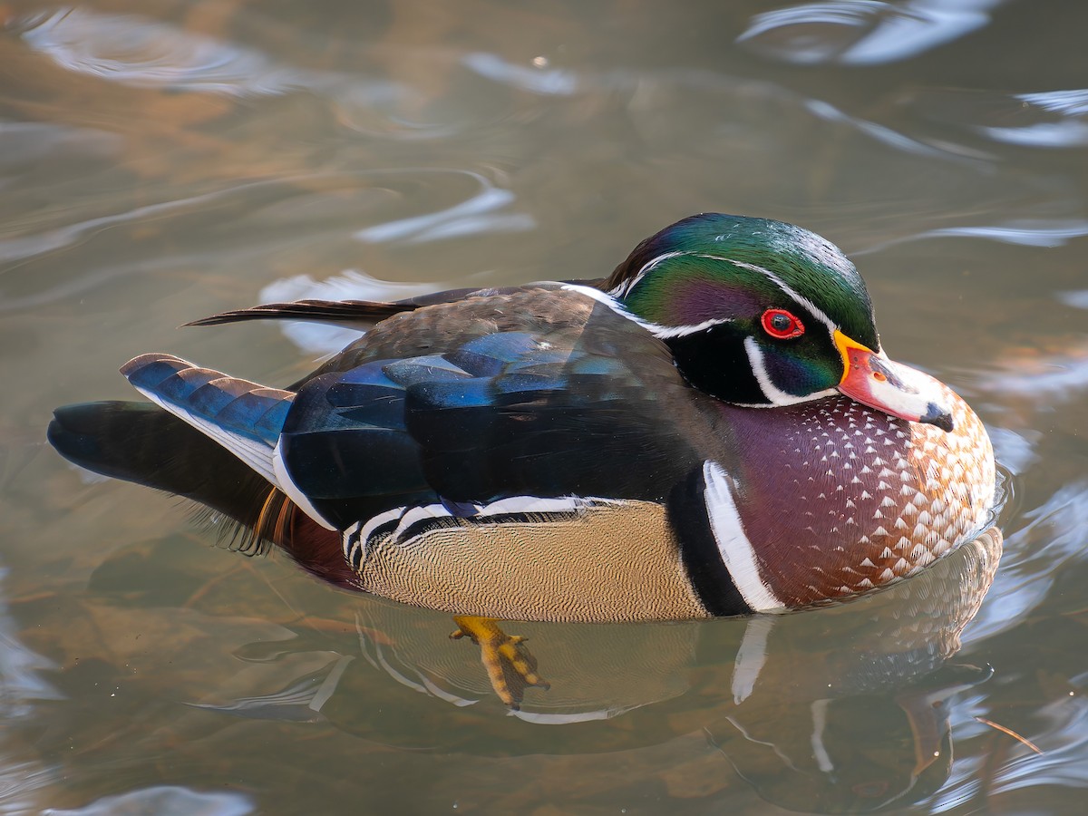 Canard branchu - ML646949233