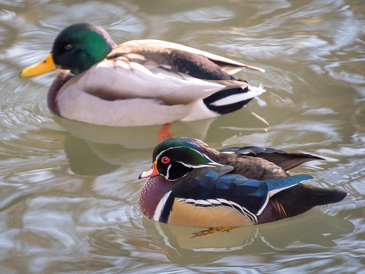 Canard branchu - ML646949234