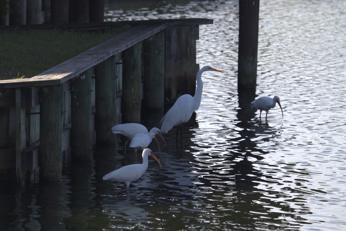 White Ibis - ML646949235