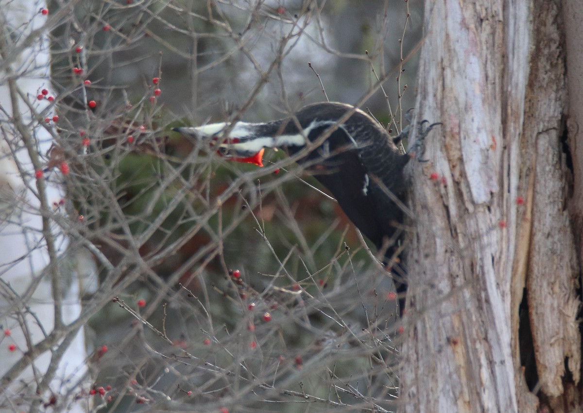 Pileated Woodpecker - ML646949236