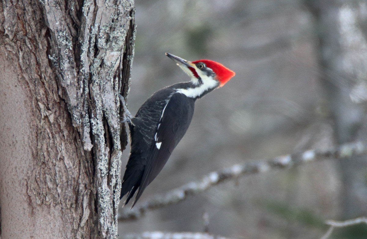 Pileated Woodpecker - ML646949237