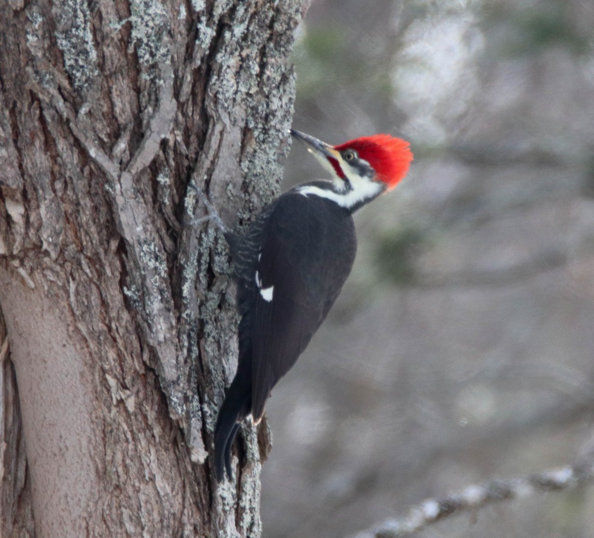 Pileated Woodpecker - ML646949238