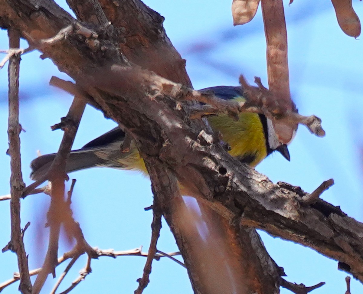 Amilotx urdin afrikarra - ML646949239