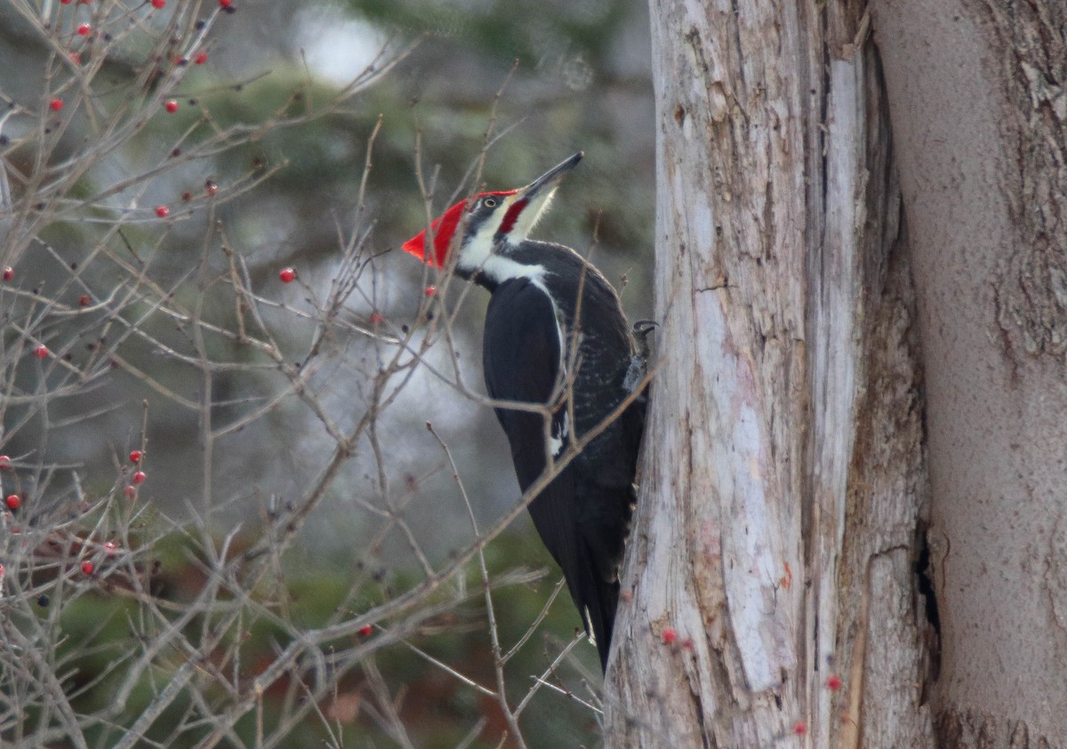 Pileated Woodpecker - ML646949240