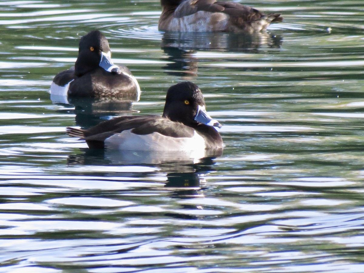 ringand - ML646949241