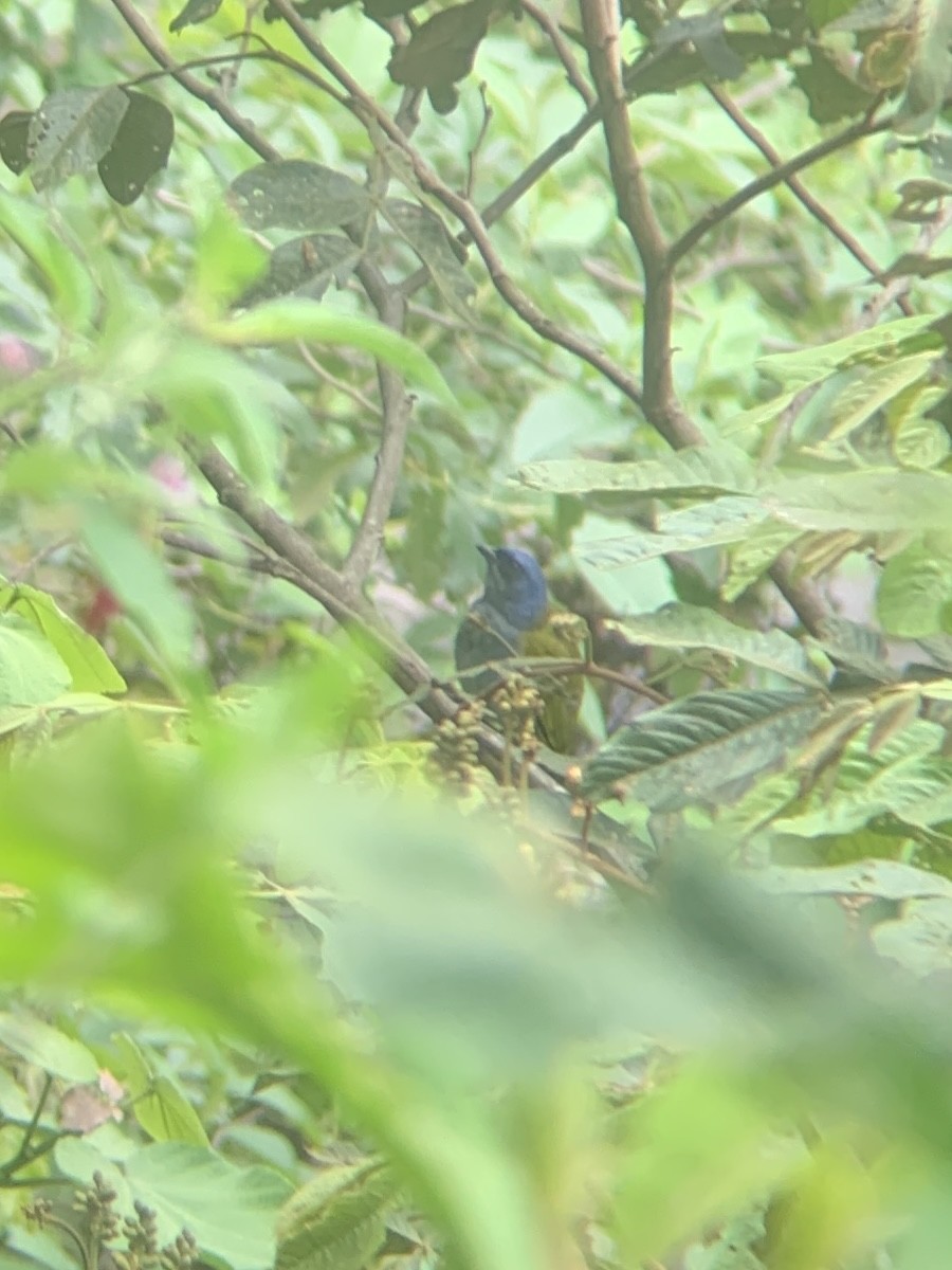 Blue-capped Tanager - ML646949242