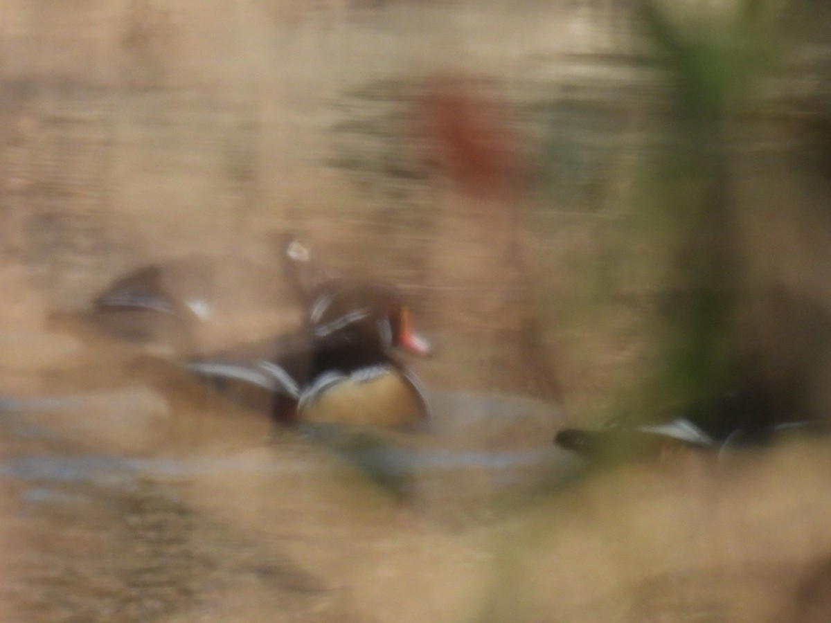 Canard branchu - ML646949243