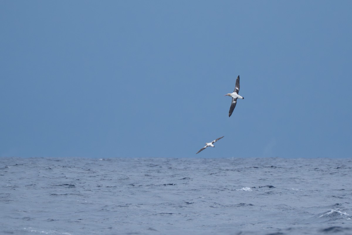 Albatros buztanlaburra - ML646949244