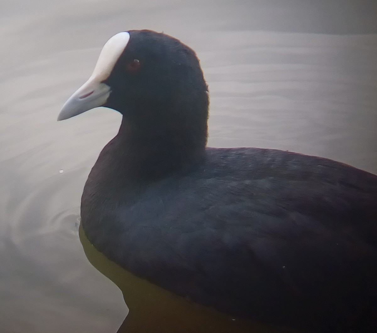 Kopetazuri arrunta - ML646949245