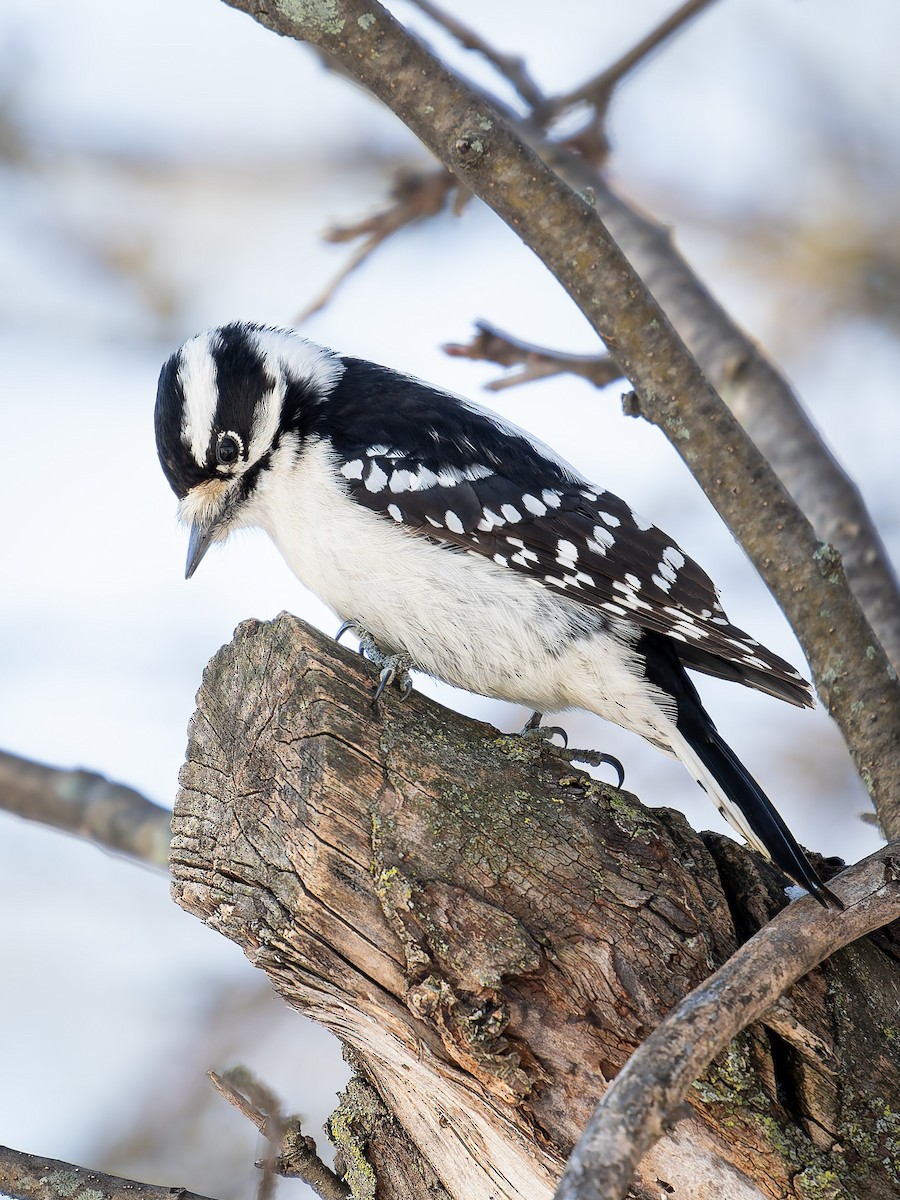 Downy Woodpecker - ML646949246