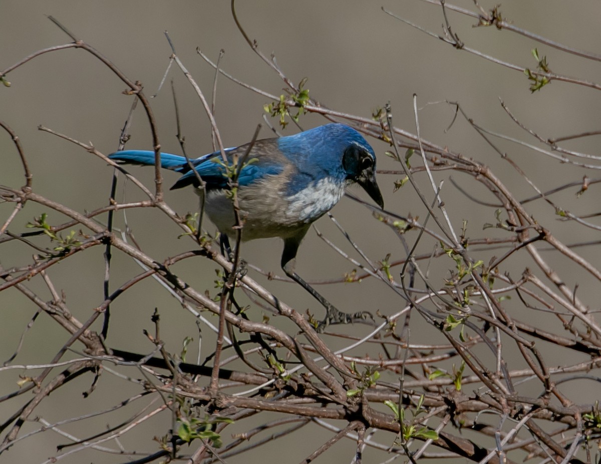 カリフォルニアカケス - ML646949247