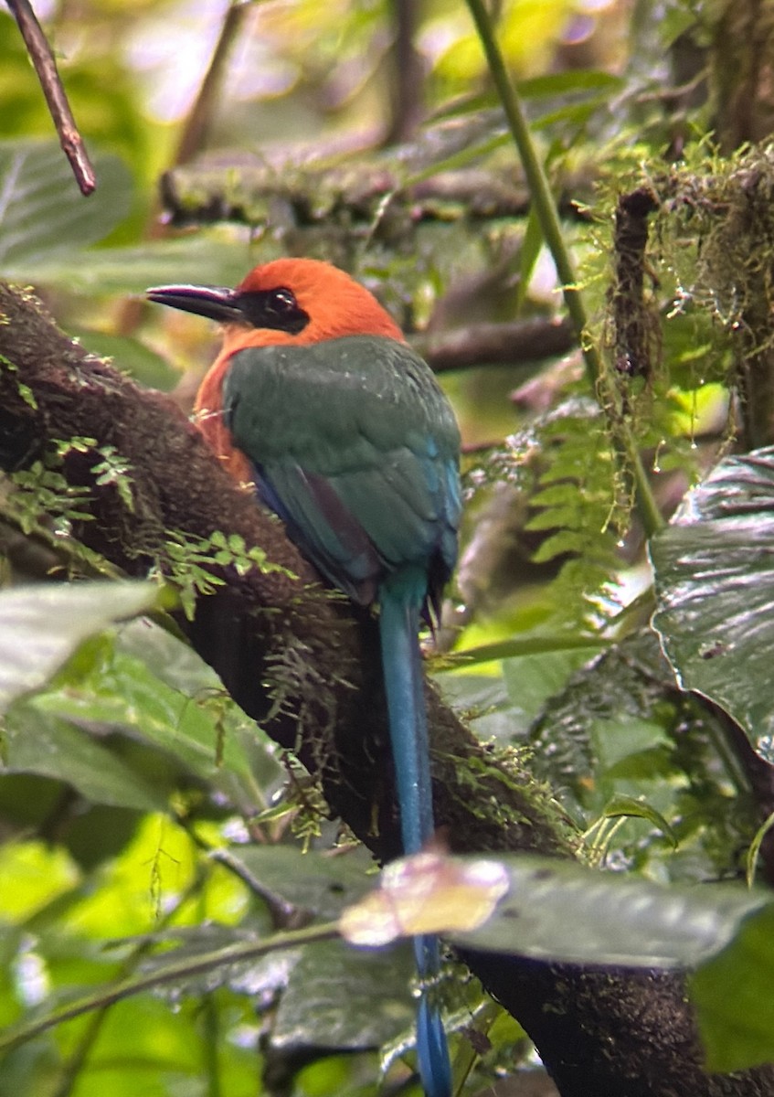 Rufous Motmot - ML646949248