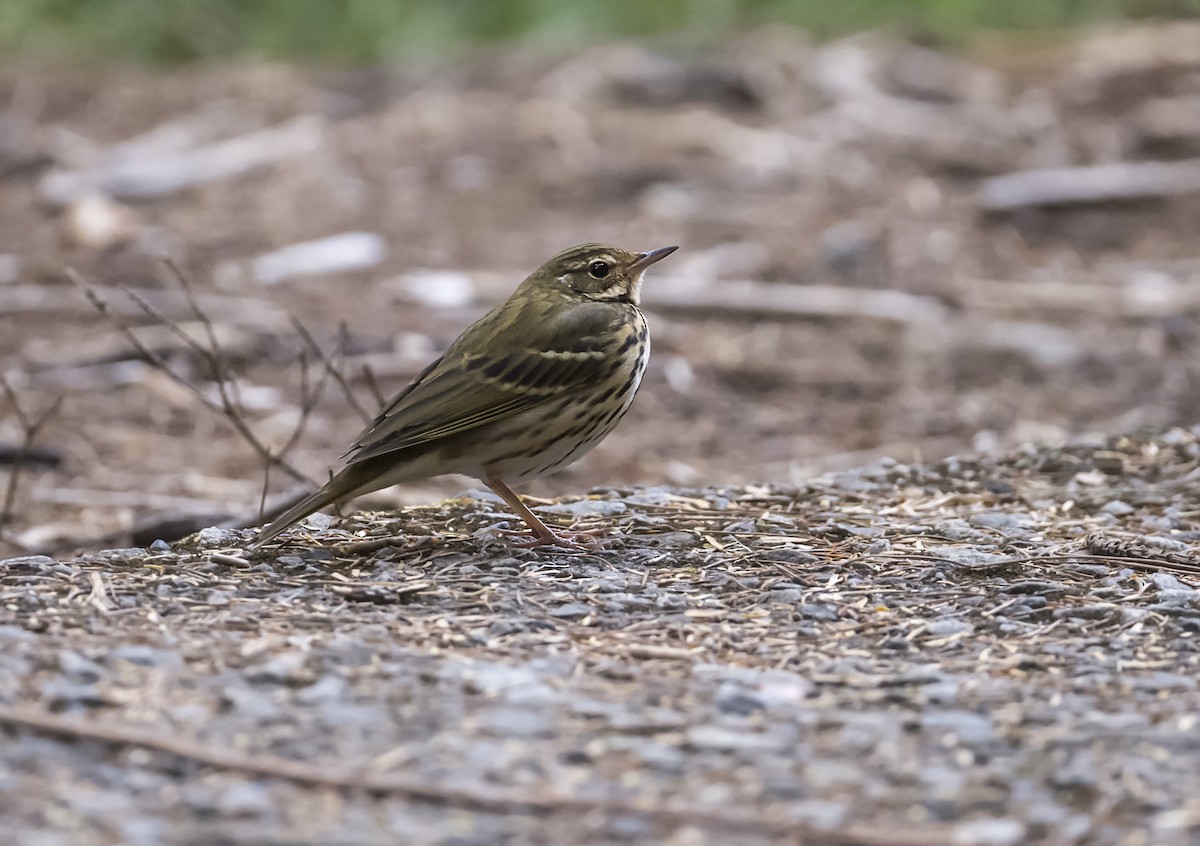 Hodgson txirta - ML646949250