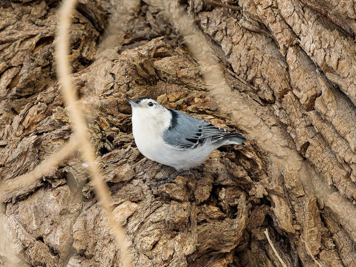 White-breasted Nuthatch - ML646949251