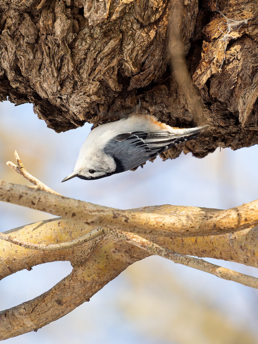 White-breasted Nuthatch - ML646949252