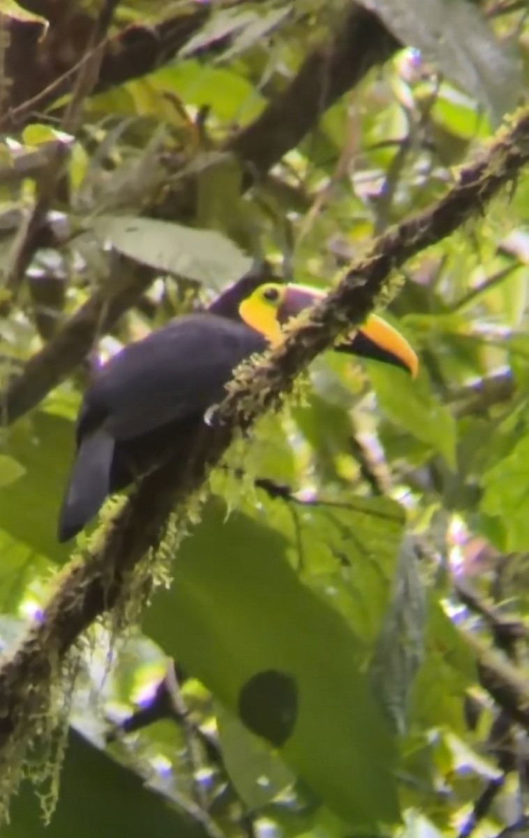 Тукан жовтошиїй - ML646949253