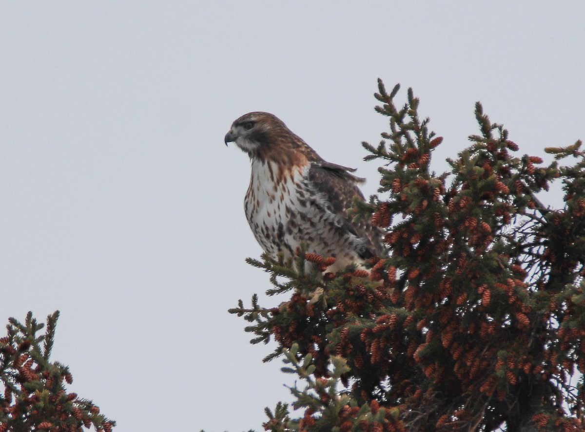 Kızıl Kuyruklu Şahin - ML646949254