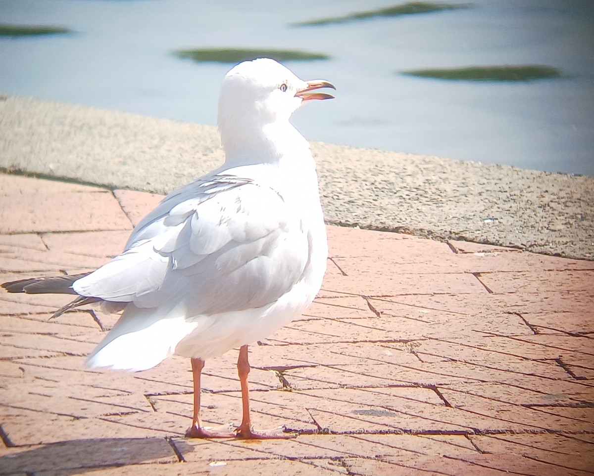 Zilar-antxeta - ML646949255