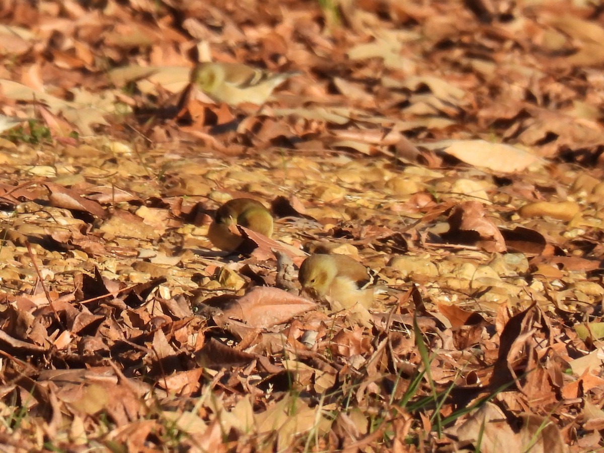 American Goldfinch - ML646949256