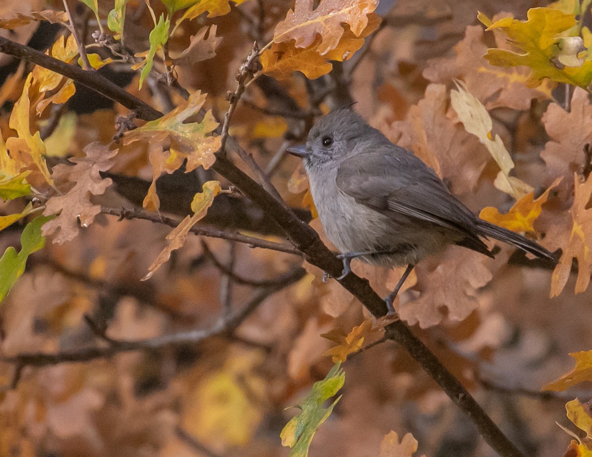ハイエボシガラ - ML646949258