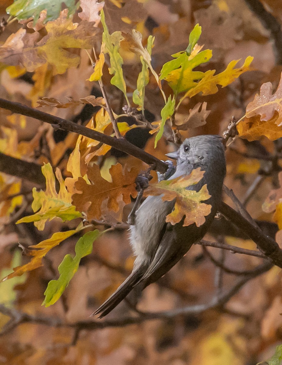 ハイエボシガラ - ML646949259