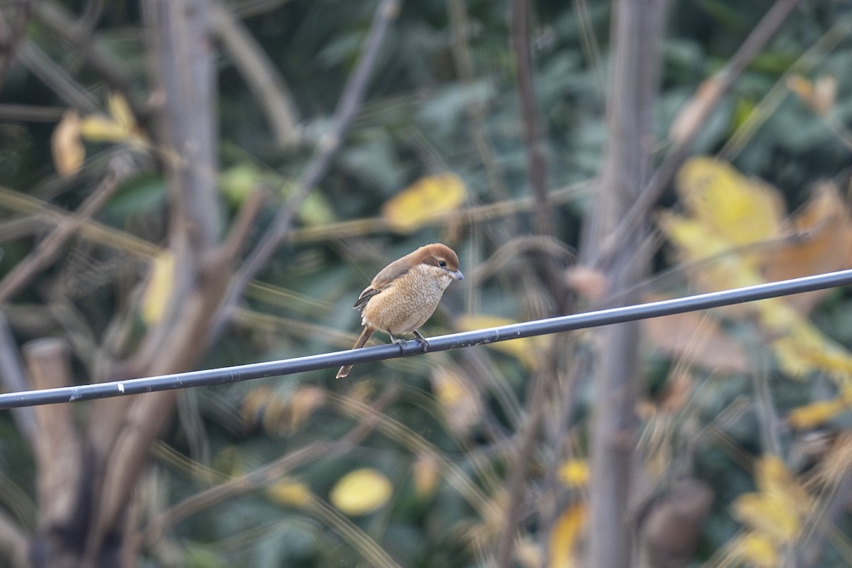 Bull-headed Shrike - ML646949260