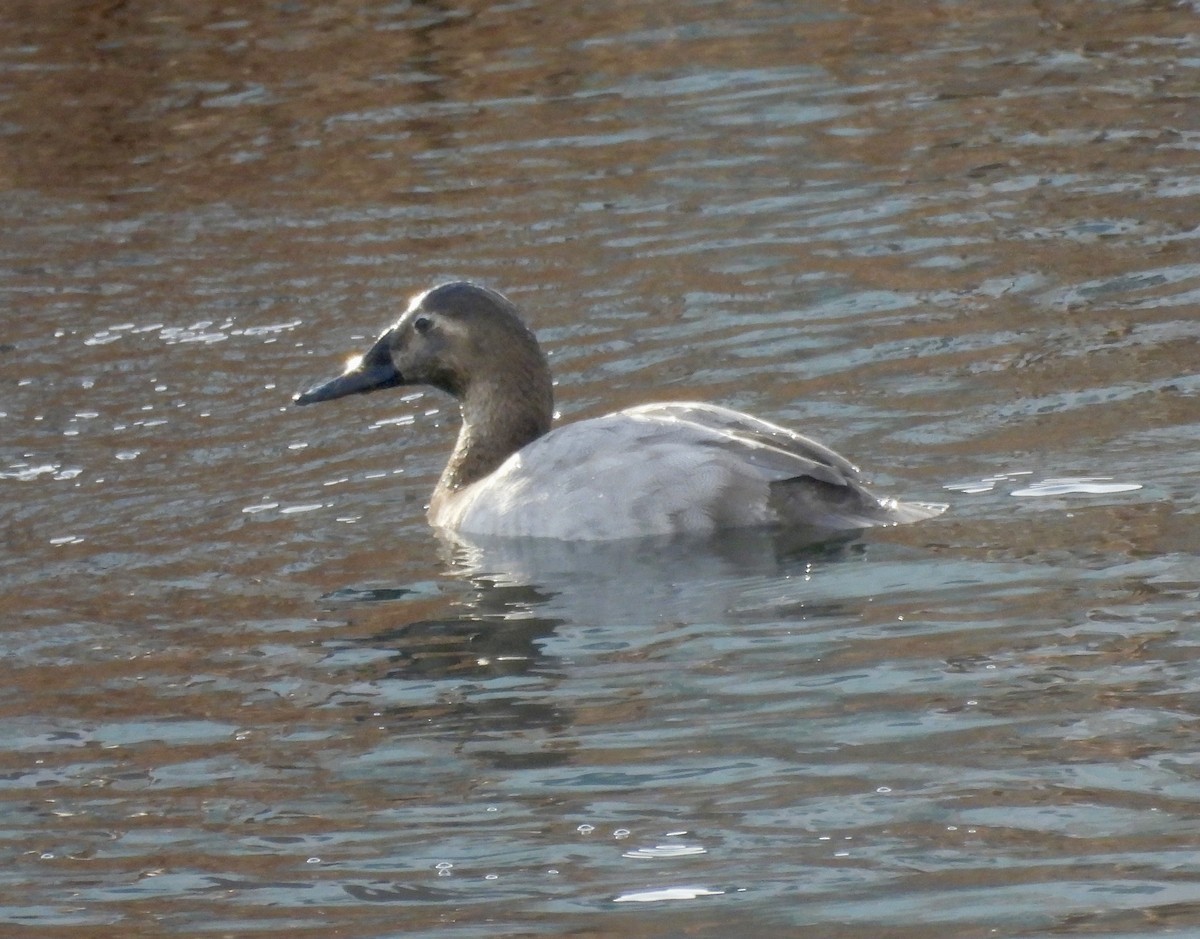 Fuligule à dos blanc - ML646949261