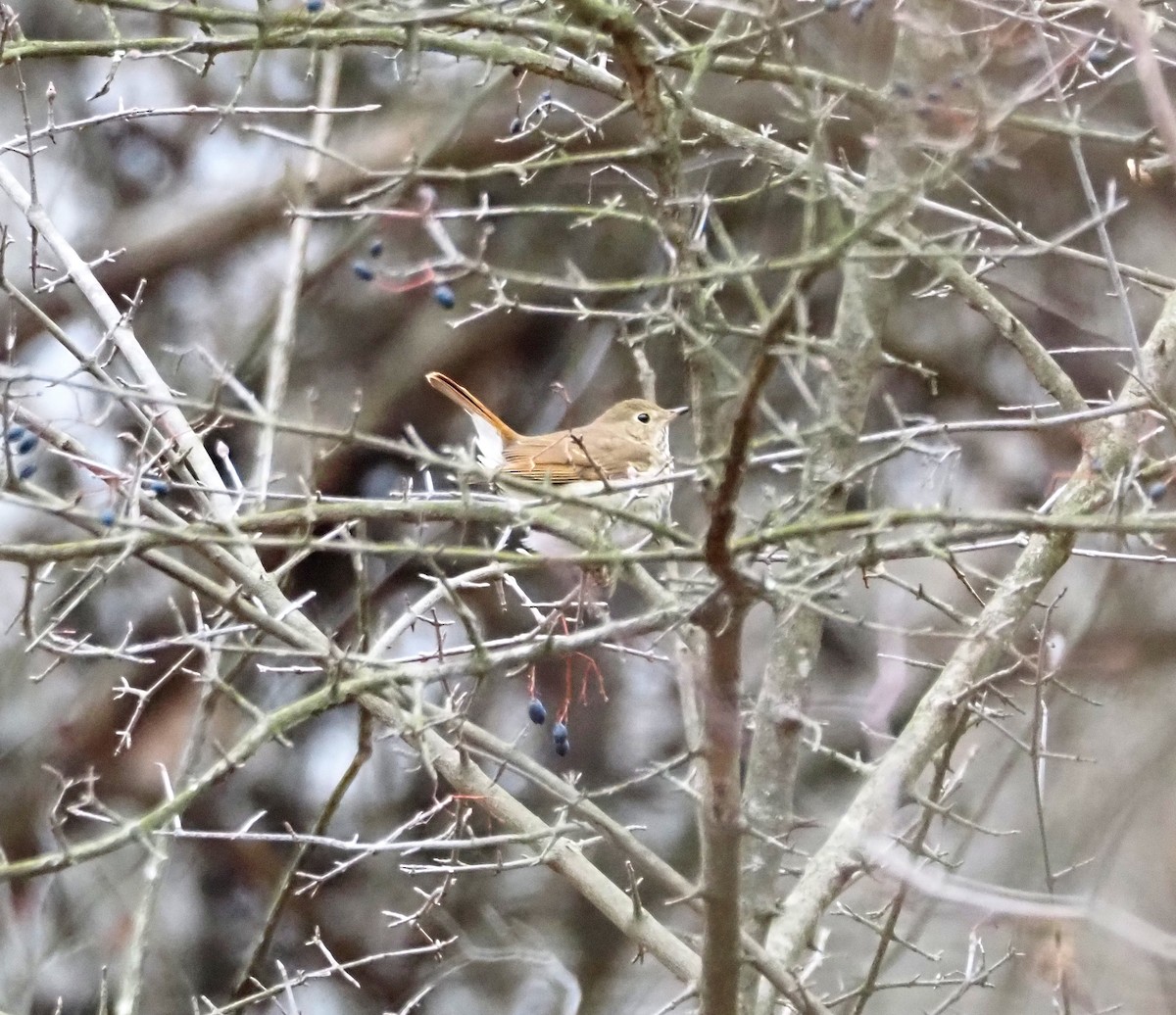Hermit Thrush - ML646949262