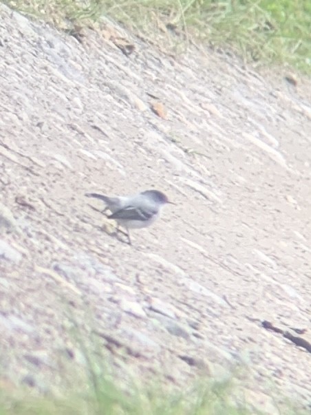 Torrent Tyrannulet - ML646949263