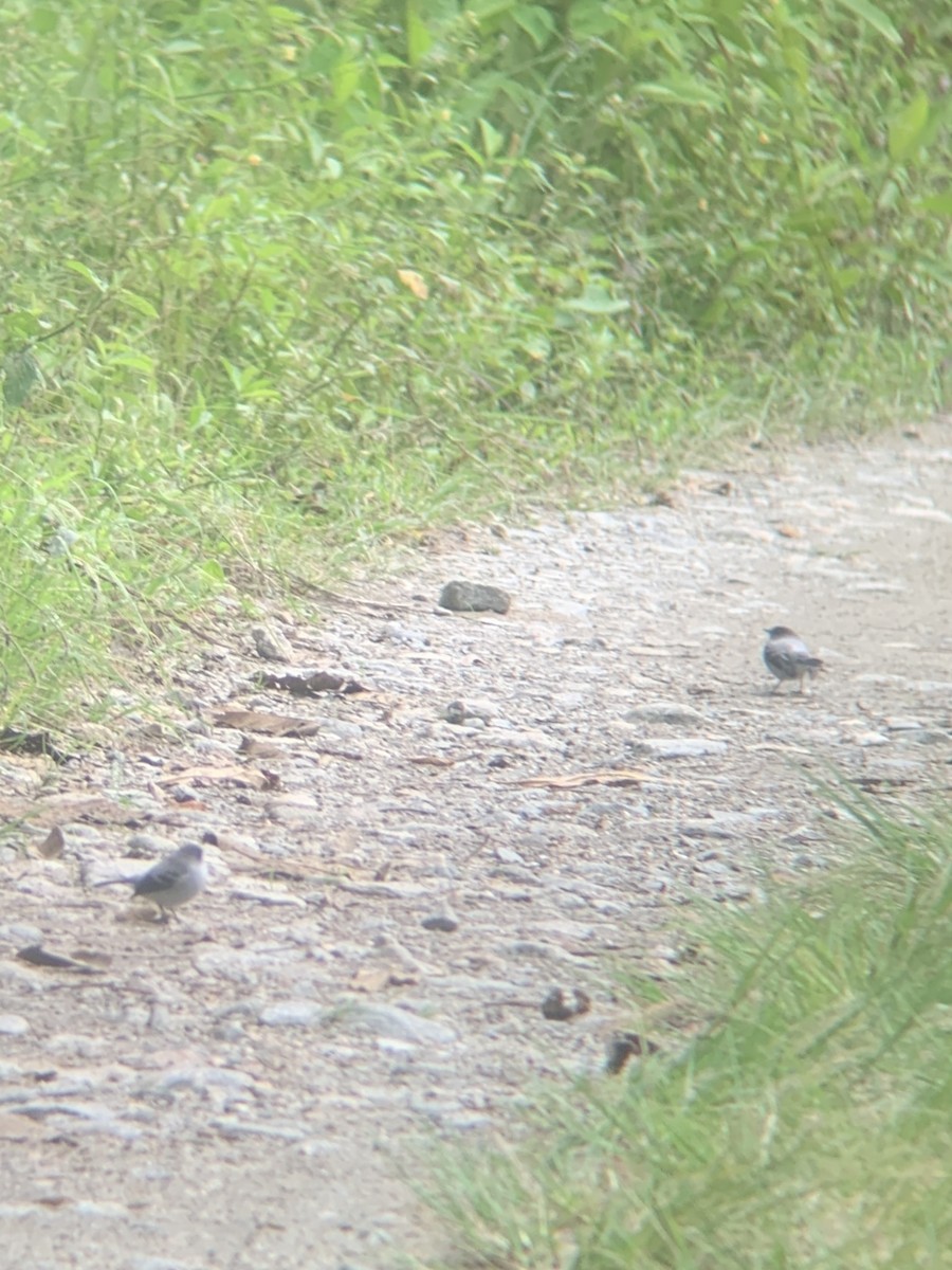 Torrent Tyrannulet - ML646949264