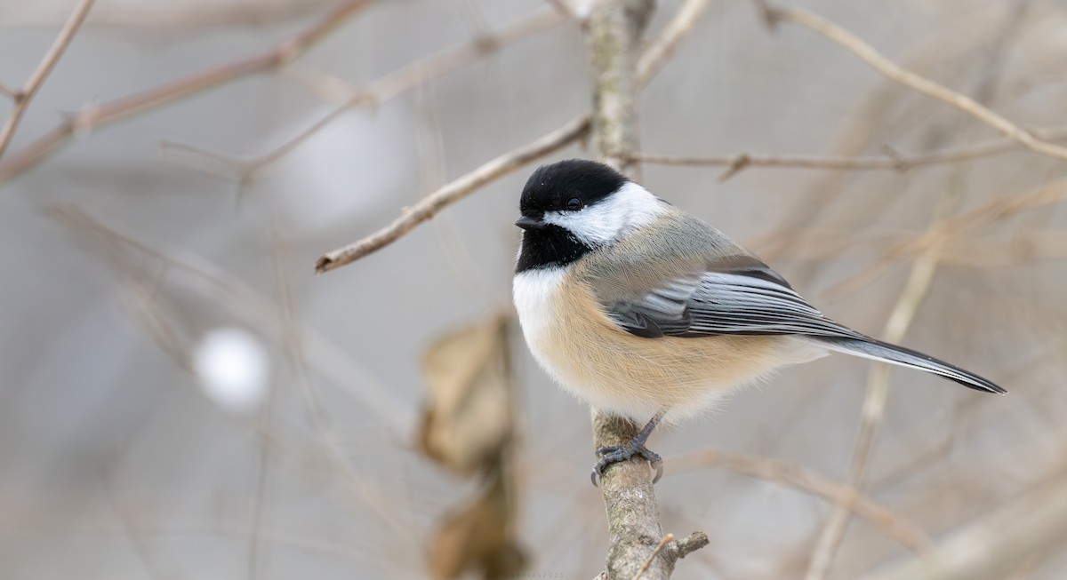 Black-capped Chickadee - ML646949265