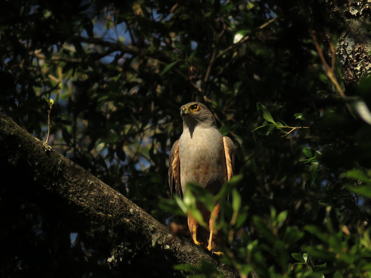 Bicolored Hawk - ML646949266