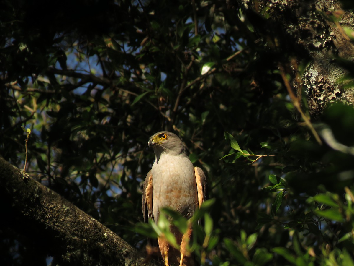Bicolored Hawk - ML646949267