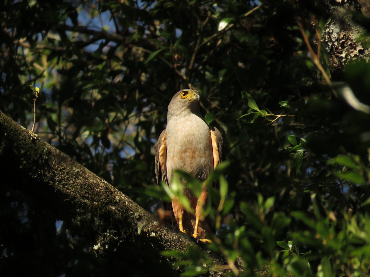 Bicolored Hawk - ML646949268