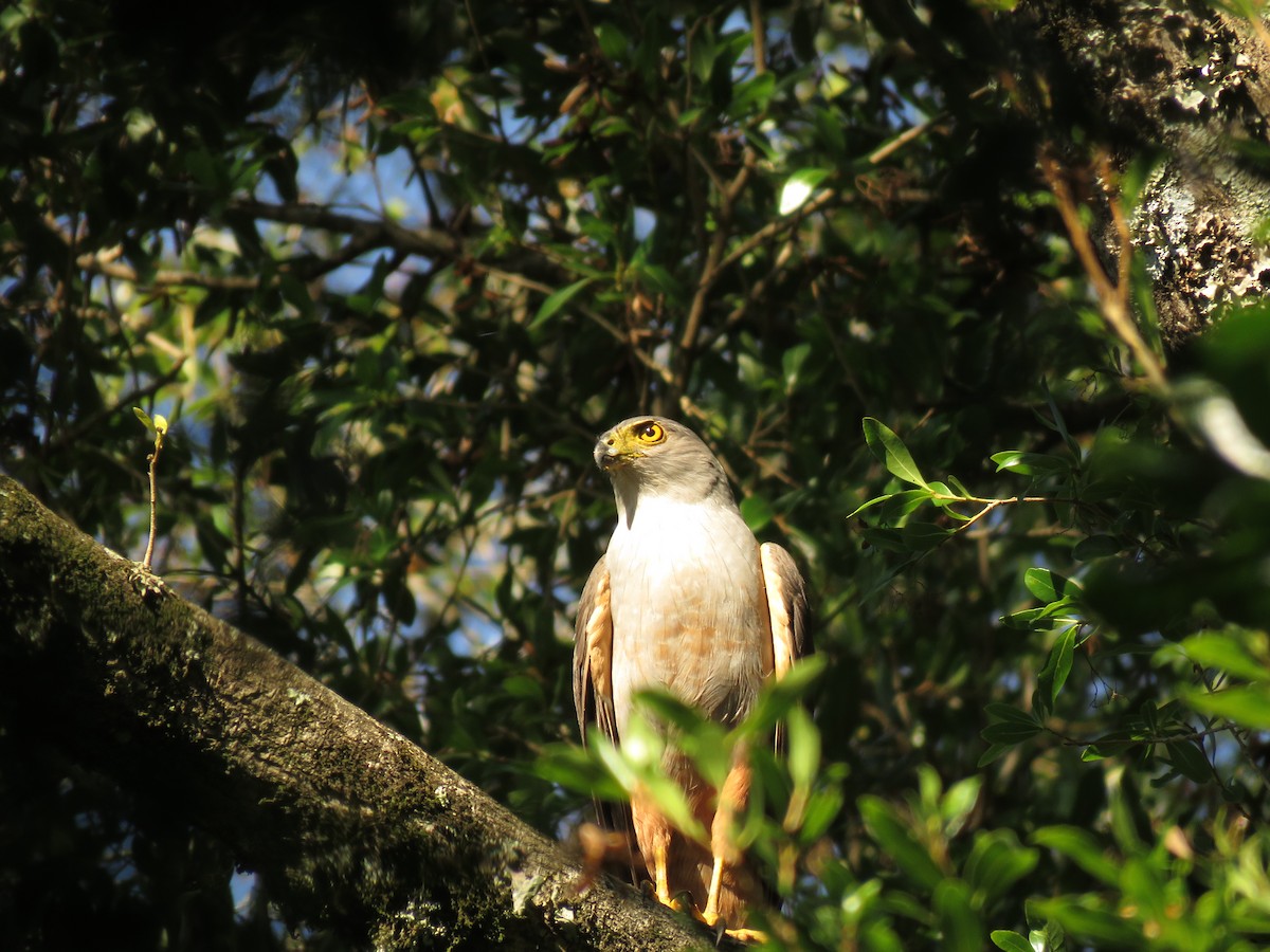 Bicolored Hawk - ML646949269