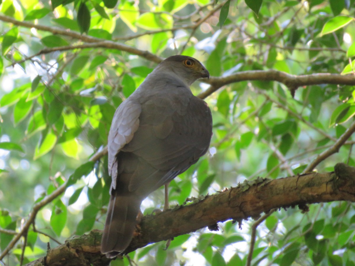 Bicolored Hawk - ML646949270