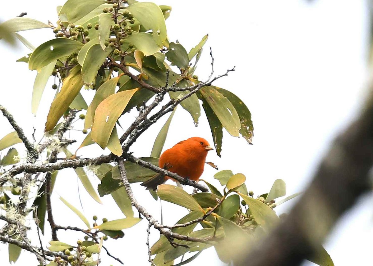 コバシハワイミツスイ - ML646949272