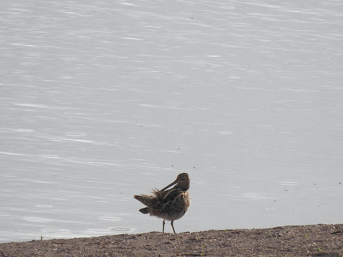 Wilson's Snipe - ML646949273