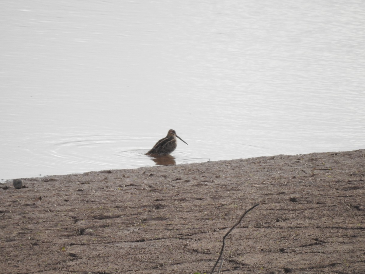 kanadabekkasin - ML646949274