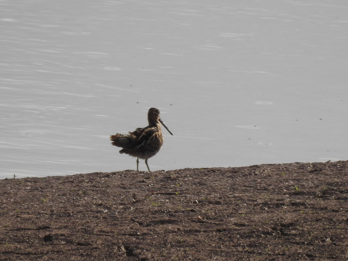 kanadabekkasin - ML646949275