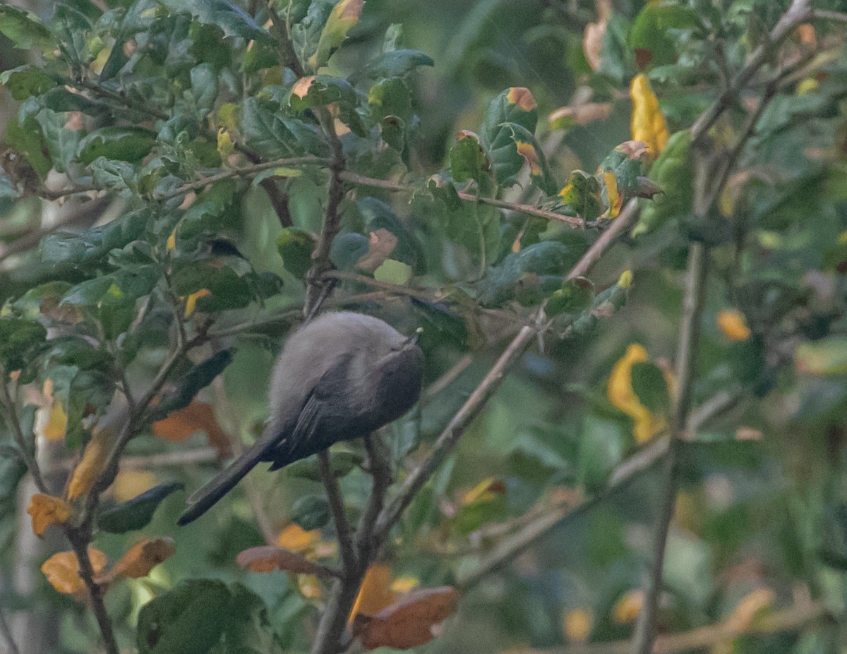 ヤブガラ - ML646949286